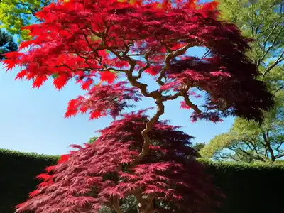 Acer Palmatum ‘Ariadne’ (Japanese Maple)