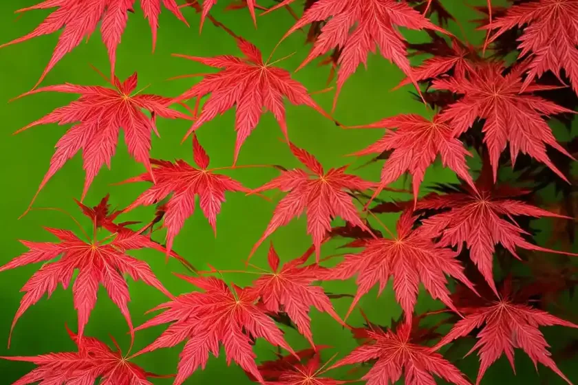 Acer palmatum ‘atrolineare’ (ribbon-leaf japanese maple) — photo 2