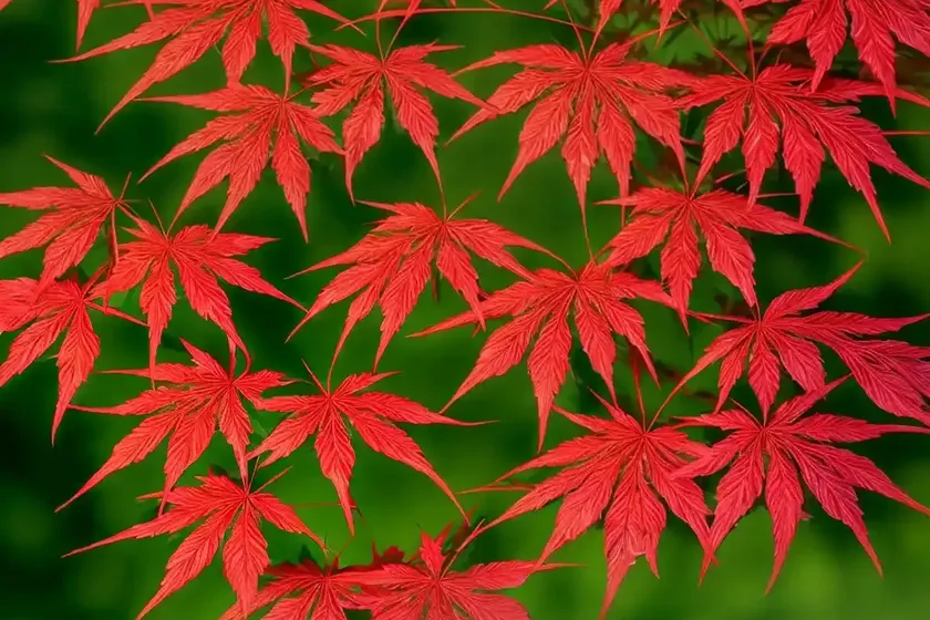 Acer palmatum ‘atrolineare’ (ribbon-leaf japanese maple) — photo 3