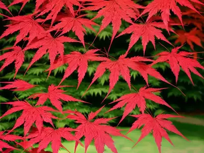 Acer Palmatum ‘Atrolineare’ (Ribbon-Leaf Japanese Maple)