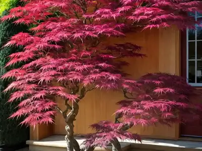 Acer Palmatum ‘Atropurpureum’ (Japanese Maple)