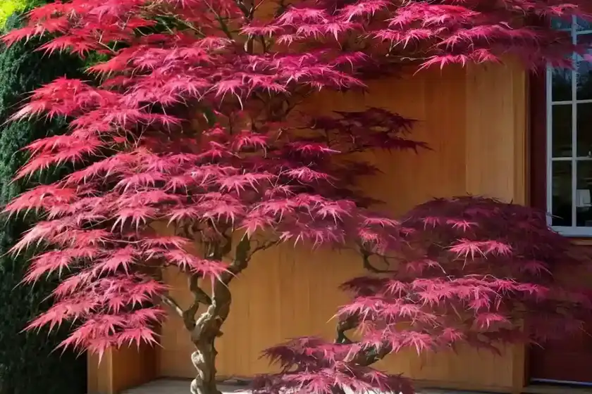 Acer palmatum ‘atropurpureum’ (japanese maple)