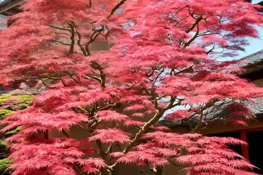 Acer palmatum ‘beni-maiko’ (japanese maple) — photo 3