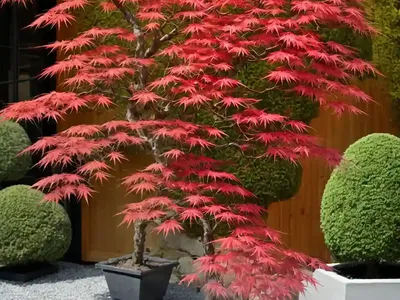 Acer Palmatum ‘Beni-Tsukasa’ (Japanese Maple)