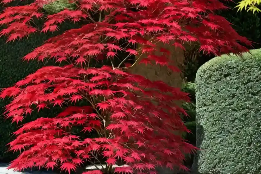 Acer palmatum ‘bloodgood’ (japanese maple) — photo 2
