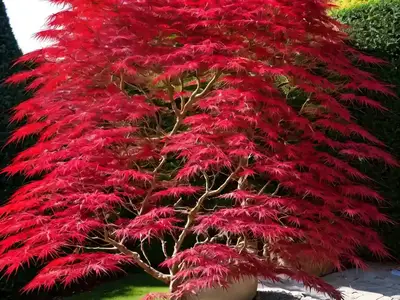 Acer Palmatum ‘Bloodgood’ (Japanese Maple)