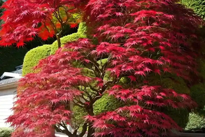 Acer palmatum ‘butterfly’ (japanese maple) — photo 2