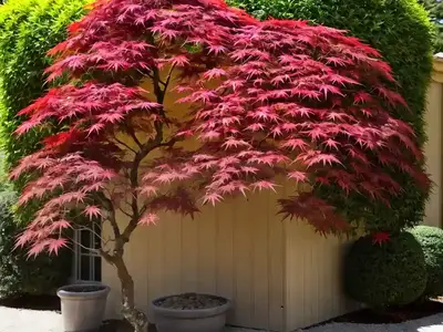 Acer Palmatum ‘Butterfly’ (Japanese Maple)