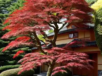 Acer Palmatum ‘Chitose-Yama’ (Japanese Maple)