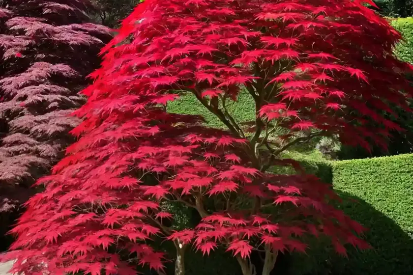 Acer palmatum ‘crimson queen’ (laceleaf japanese maple) — photo 2