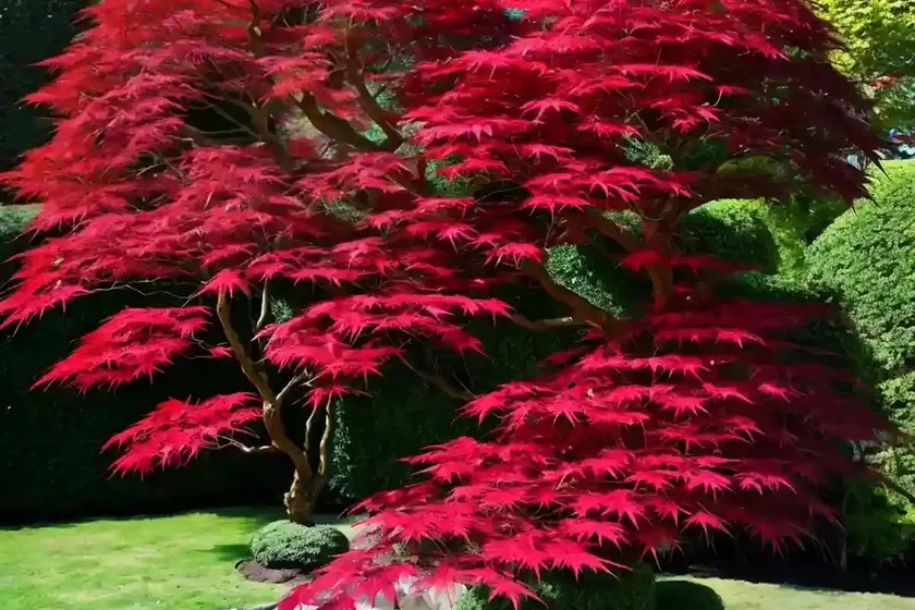 Acer palmatum ‘crimson queen’ (laceleaf japanese maple) — photo 3