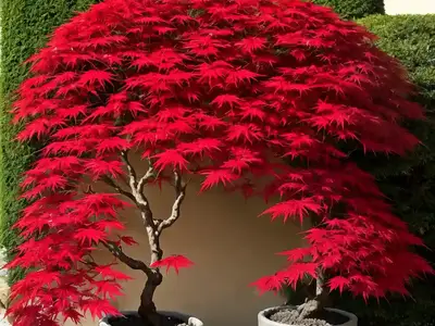 Acer Palmatum ‘Crimson Queen’ (Laceleaf Japanese Maple)