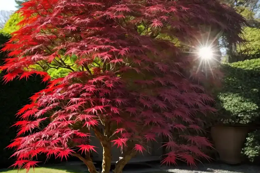 Acer palmatum ‘crippsii’ (japanese maple) — photo 2