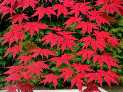 Acer Palmatum ‘Crippsii’ (Japanese Maple)