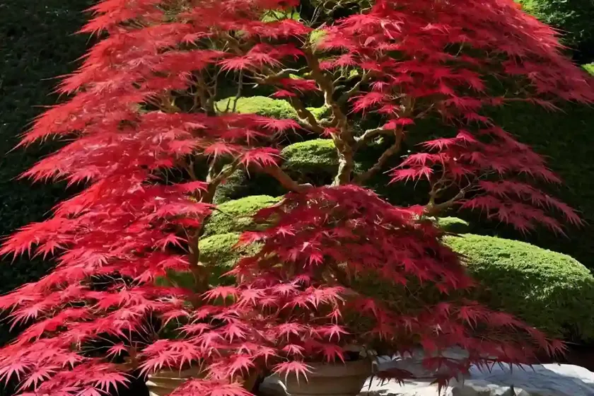 Acer palmatum ‘deshojo’ (japanese maple) — photo 2