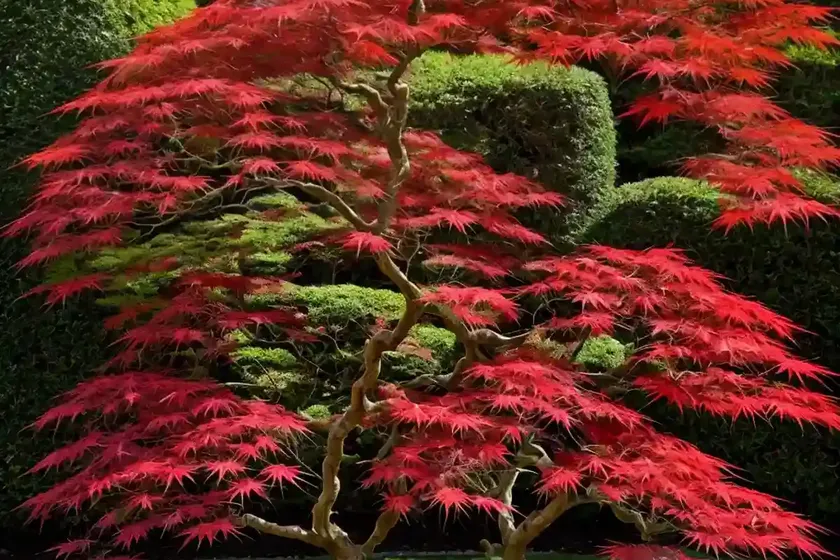Acer palmatum ‘deshojo’ (japanese maple) — photo 3