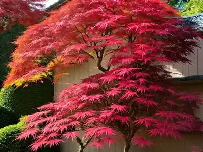 Acer Palmatum ‘Deshojo’ (Japanese Maple)