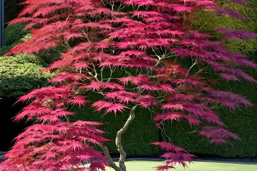 Acer palmatum ‘dissectum atropurpureum’ (laceleaf japanese maple) — photo 3