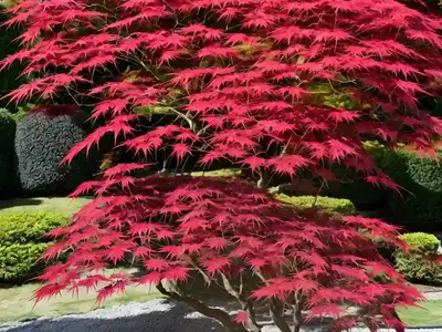 Acer Palmatum ‘Dissectum Atropurpureum’ (Laceleaf Japanese Maple)