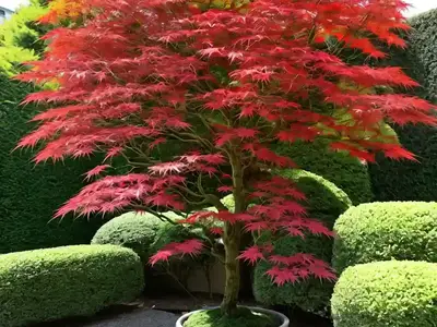 Acer Palmatum Dissectum Viride Group (Laceleaf Japanese Maple)