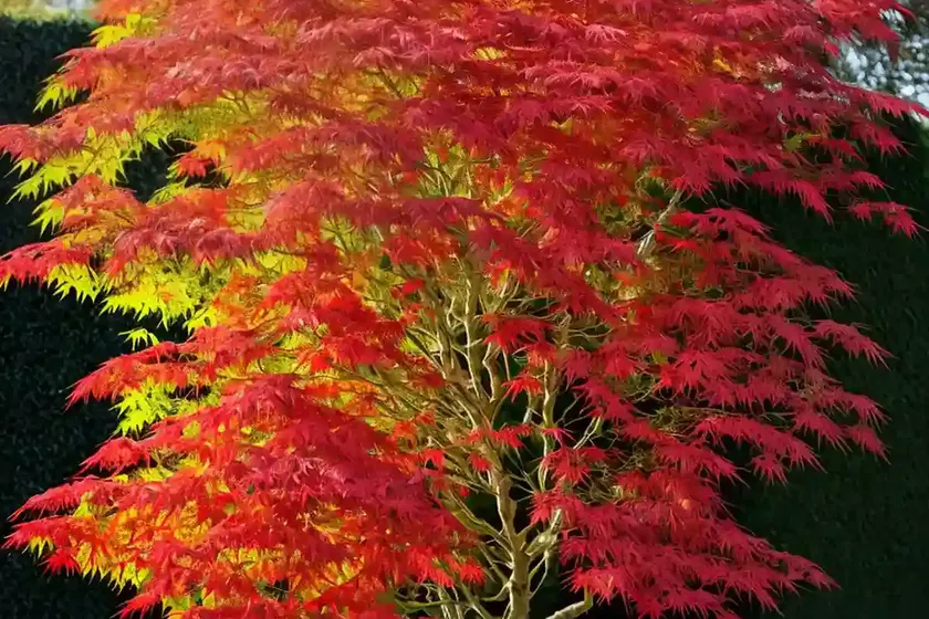 Acer palmatum ‘eddisbury’ (coral bark maple) — photo 2