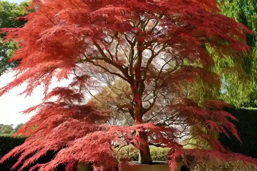 Acer palmatum ‘eddisbury’ (coral bark maple) — photo 3