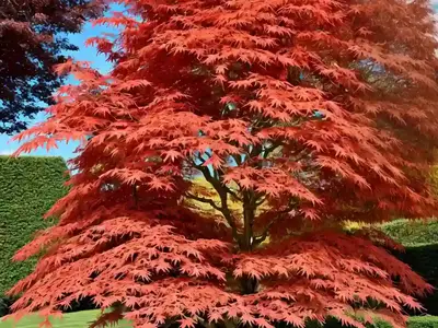 Acer Palmatum ‘Eddisbury’ (Coral Bark Maple)