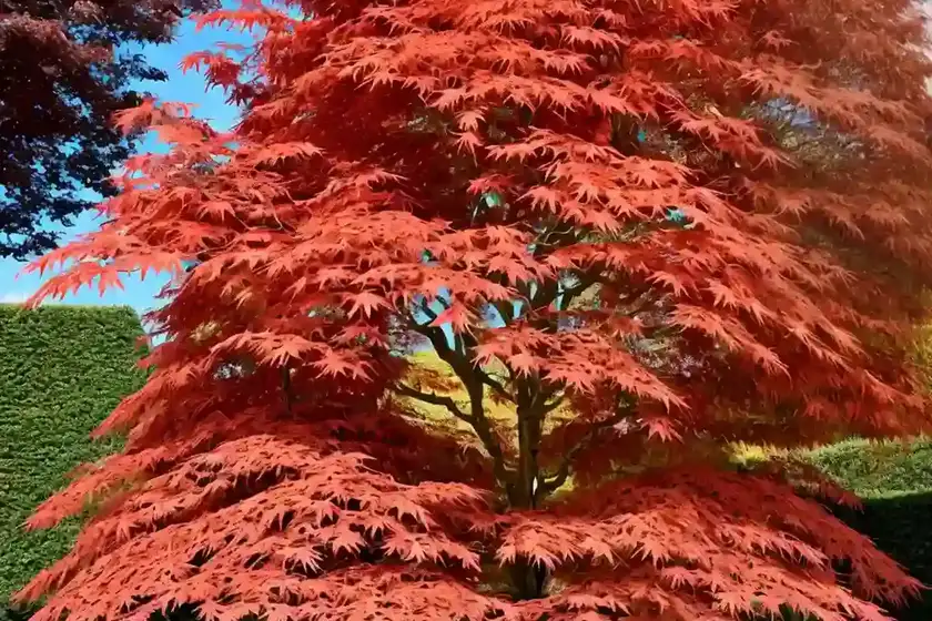 Acer palmatum ‘eddisbury’ (coral bark maple)