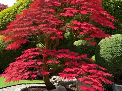 Acer Palmatum ‘Elegans’ (Japanese Maple)