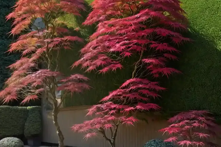 Acer palmatum ‘emerald lace’ (laceleaf japanese maple) — photo 3