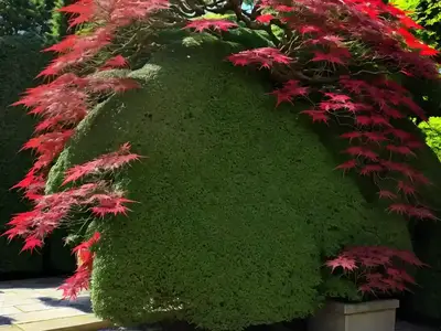 Acer Palmatum ‘Emerald Lace’ (Laceleaf Japanese Maple)