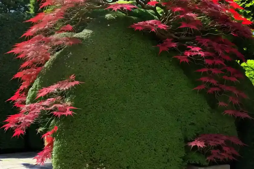 Acer palmatum ‘emerald lace’ (laceleaf japanese maple)