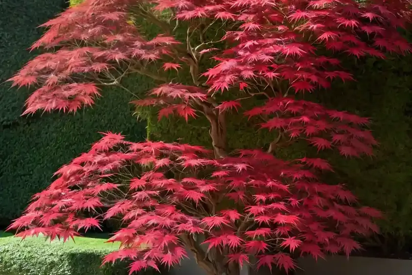 Acer palmatum ‘emperor i’ (japanese maple) — photo 3