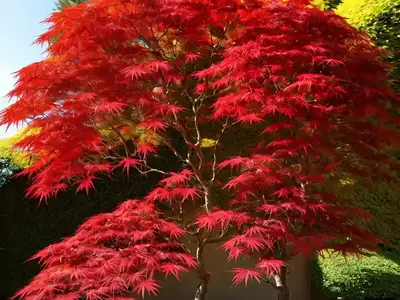 Acer Palmatum ‘Fireglow’ (Japanese Maple)