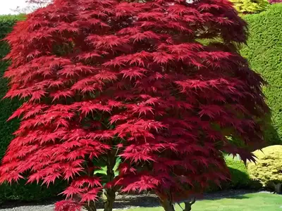Acer Palmatum ‘Garnet’ (Laceleaf Japanese Maple)