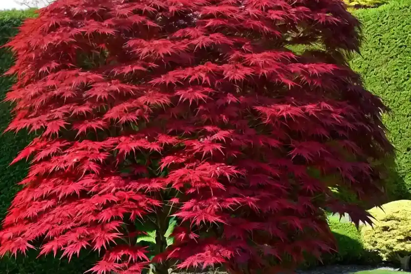 Acer palmatum ‘garnet’ (laceleaf japanese maple)