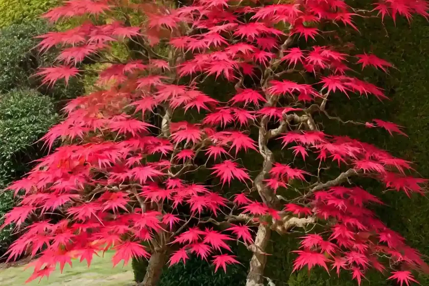 Acer palmatum ‘geisha gone wild’ (japanese maple) — photo 2