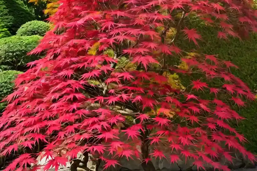 Acer palmatum ‘geisha gone wild’ (japanese maple) — photo 3