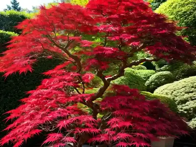 Acer Palmatum ‘Geisha Gone Wild’ (Japanese Maple)
