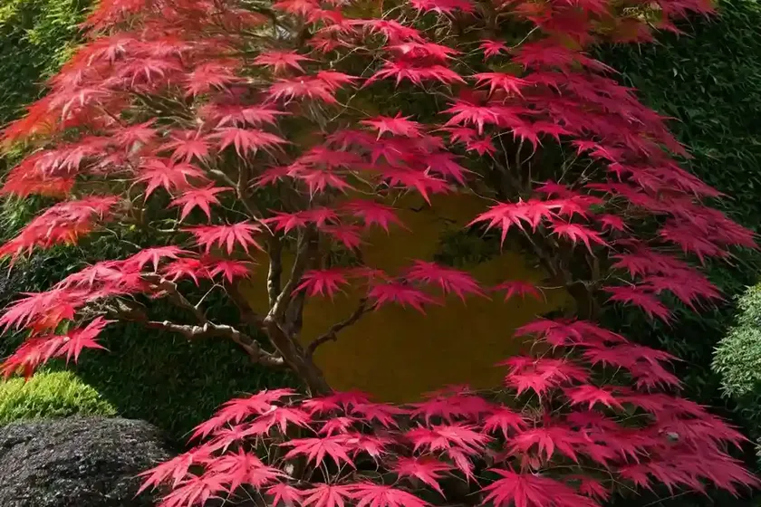 Acer palmatum ‘katsura’ (japanese maple) — photo 2