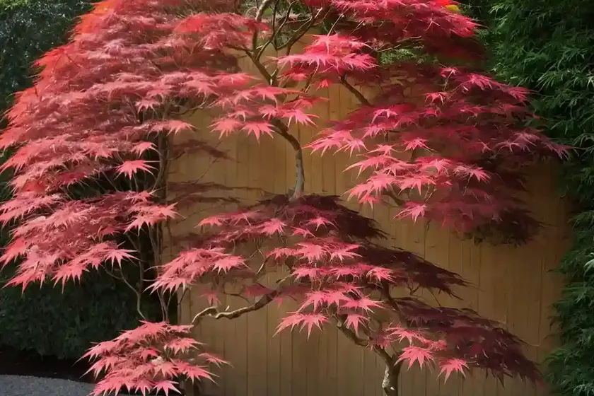 Acer palmatum ‘katsura’ (japanese maple) — photo 3