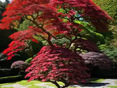 Acer Palmatum ‘Katsura’ (Japanese Maple)
