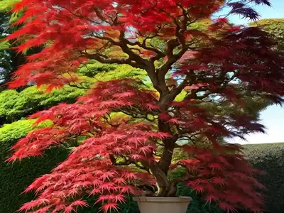 Acer Palmatum ‘Kinran’ (Japanese Maple)