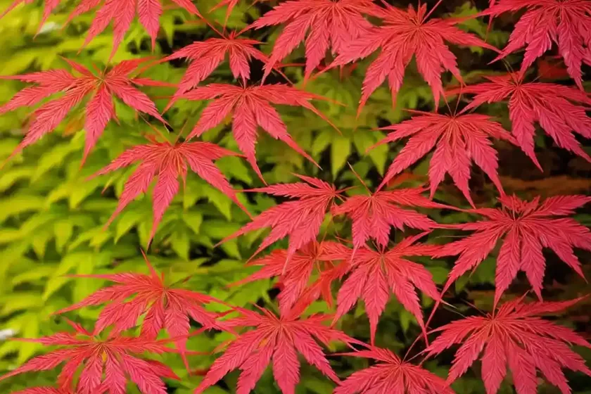 Acer palmatum ‘koto-no-ito’ (japanese maple) — photo 2