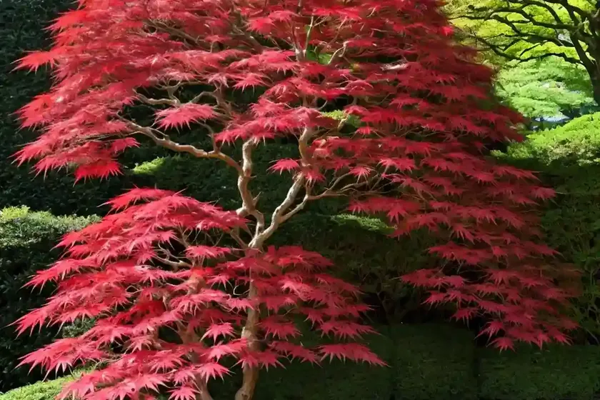 Acer palmatum ‘omure-yama’ (japanese maple) — photo 2