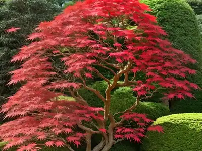 Acer Palmatum ‘Omure-Yama’ (Japanese Maple)