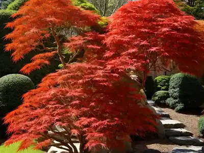 Acer Palmatum ‘Orange Dream’ (Japanese Maple)