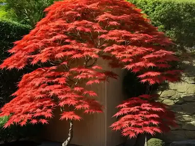 Acer Palmatum ‘Orangeola’ (Laceleaf Japanese Maple)