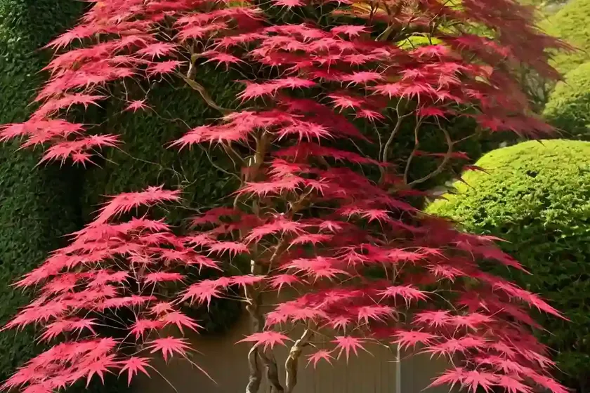 Acer palmatum ‘ornatum’ (laceleaf japanese maple) — photo 3