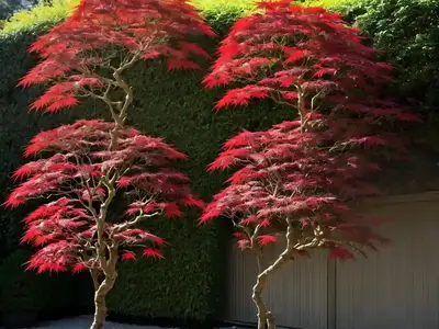 Acer Palmatum ‘Ornatum’ (Laceleaf Japanese Maple)